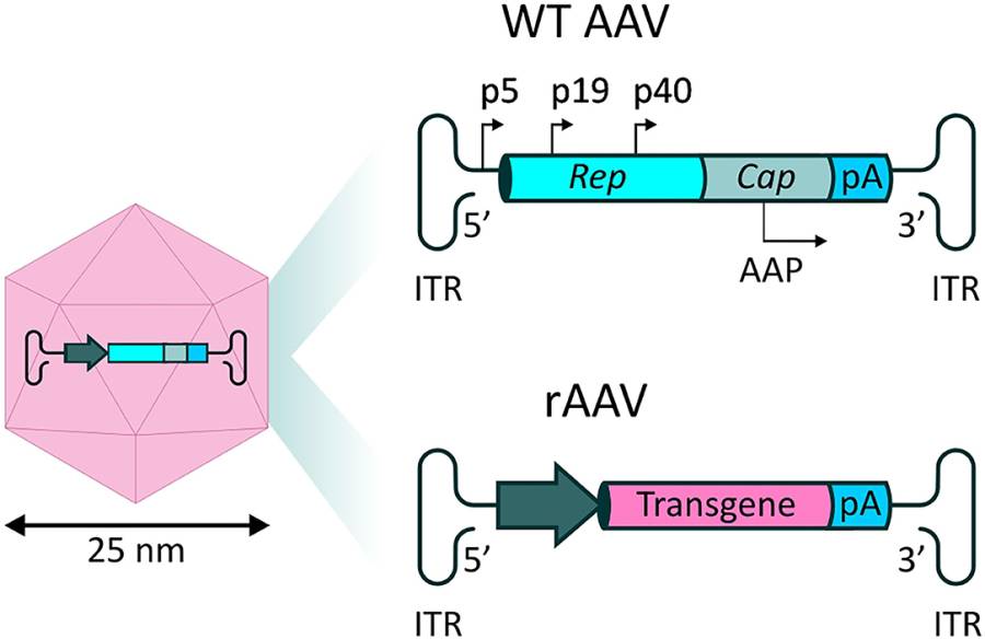 aav_structure.jpg