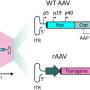 aav_structure.jpg