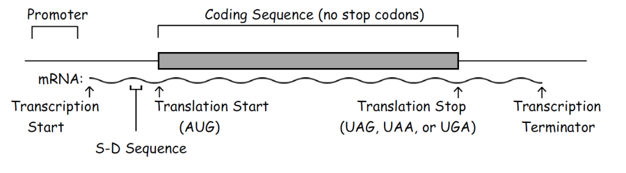 bacterial_gene_structure.png