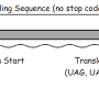 bacterial_gene_structure.png