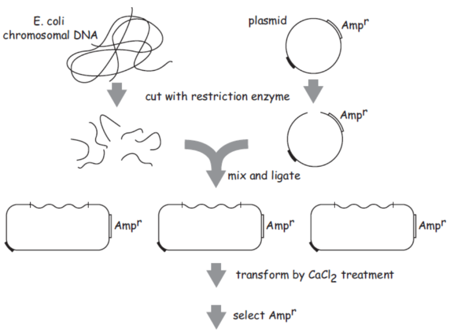 cloning_by_complementation_e_coli.png