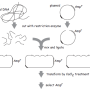 cloning_by_complementation_e_coli.png