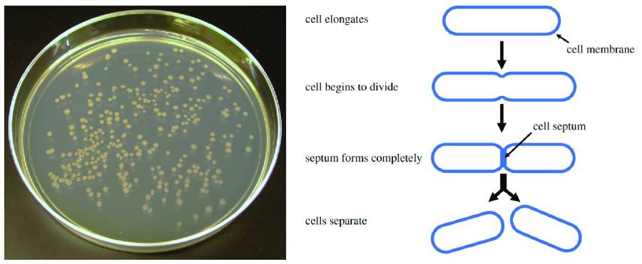 e coli basic stuff