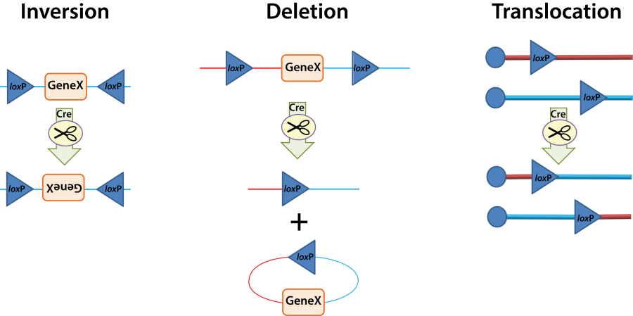 cre_lox_model.png