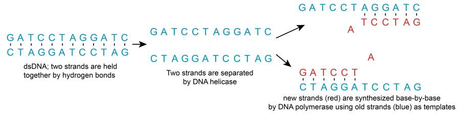 dna-replication.jpg