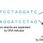 dna-replication.jpg