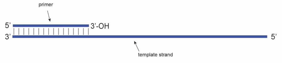 dna_replication_substrate.jpg