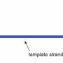 dna_replication_substrate.jpg