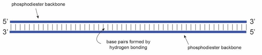 dna_structure_simple.jpg