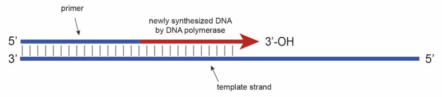 dna_synthesis.jpg