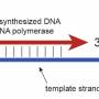 dna_synthesis.jpg