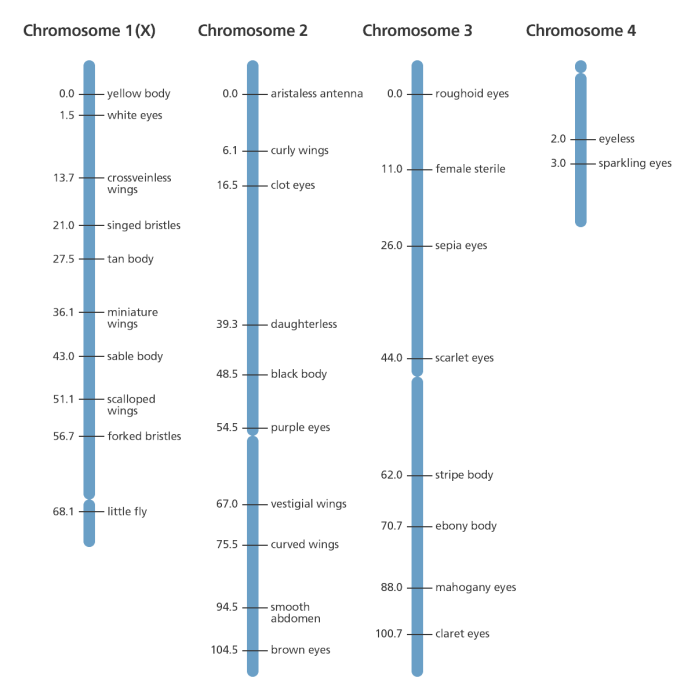 drosophila_genetic_map.png