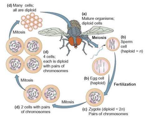 drosophila_life_cycle.jpg