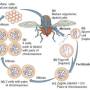 drosophila_life_cycle.jpg