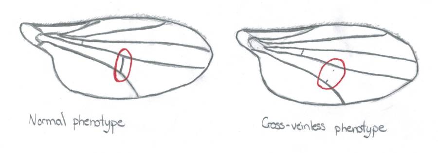 drosophile_normale_et_cross-veinless.jpg