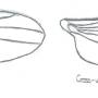 drosophile_normale_et_cross-veinless.jpg