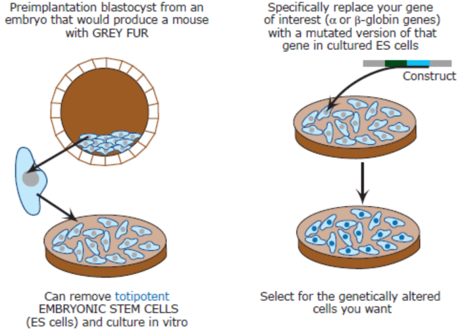 es_cell_culture.png