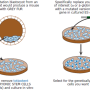 es_cell_culture.png