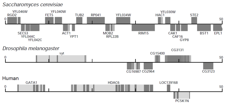 eukaryotic_gene_structure_comparison.png