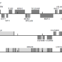 eukaryotic_gene_structure_comparison.png