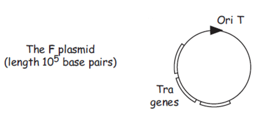 f_plasmid.png