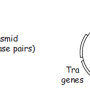 f_plasmid.png
