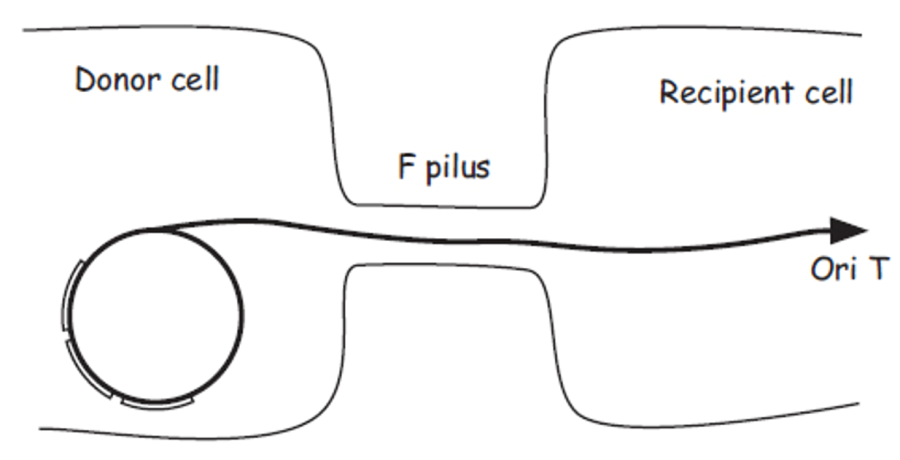 f_plasmid_rolling_circle.png