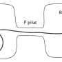 f_plasmid_rolling_circle.png