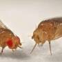 fruit-flies-red-and-white-eyes.jpg