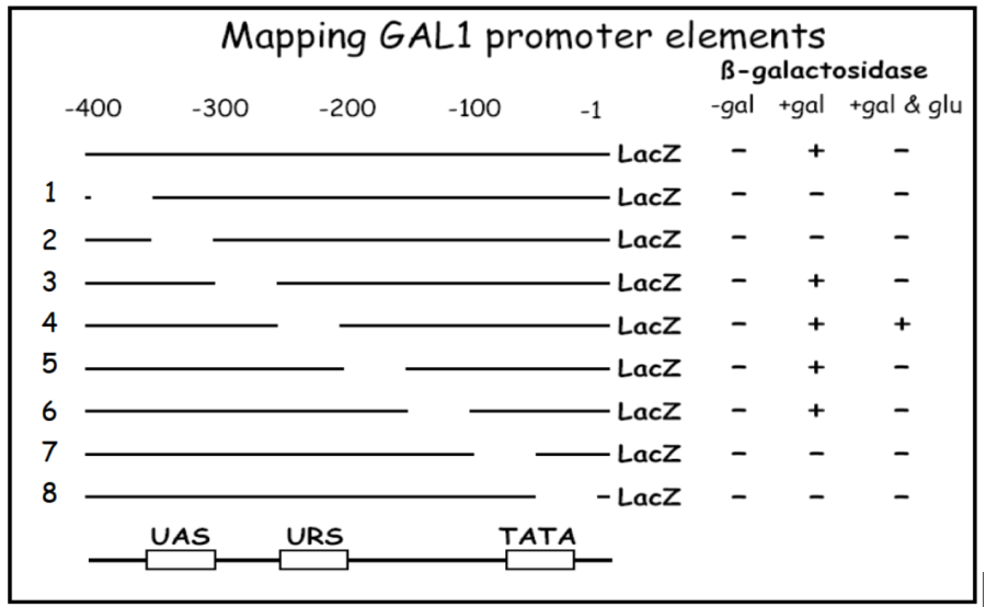 gal1_promoter_bash.png