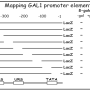 gal1_promoter_bash.png