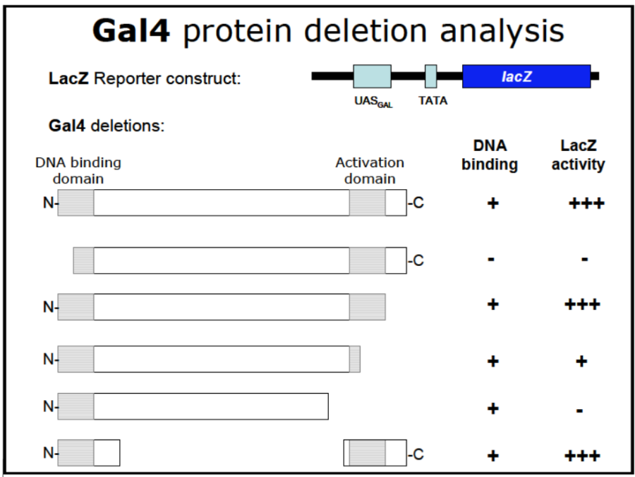 gal4p_deletion_mapping.png
