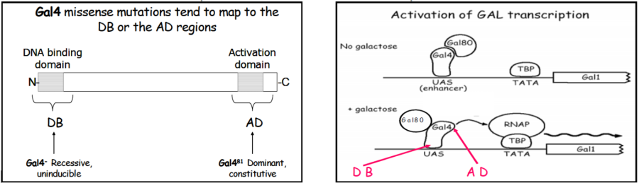 gal4p_model.png