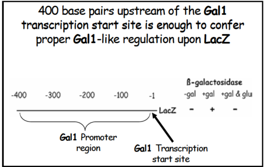gal_minimal_promoter.png