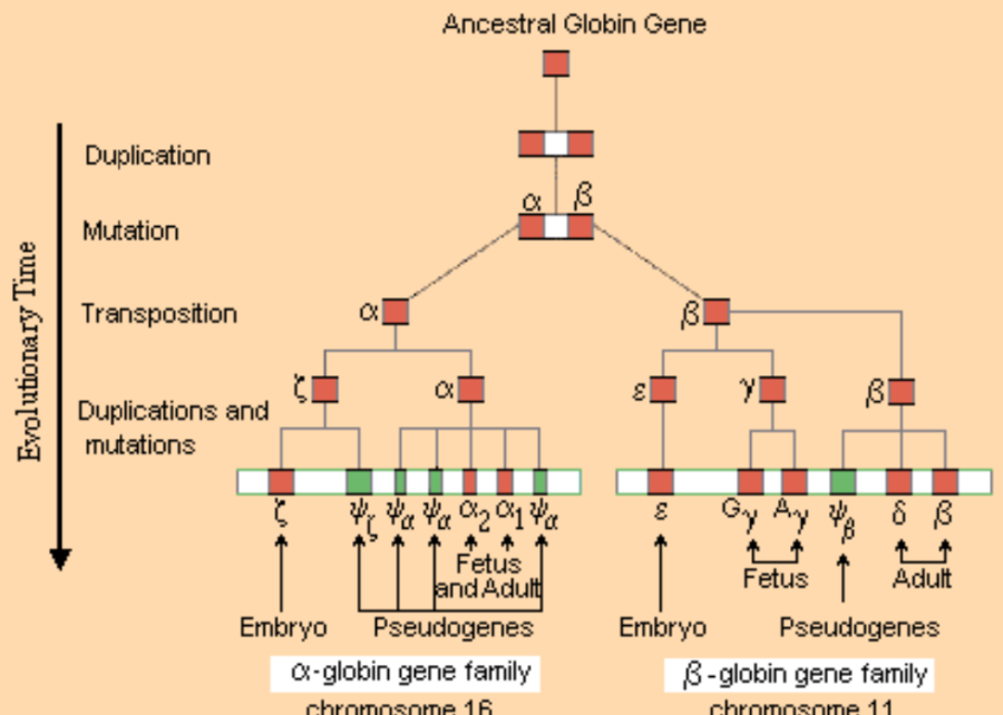 globin_gene_family.png