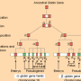 globin_gene_family.png
