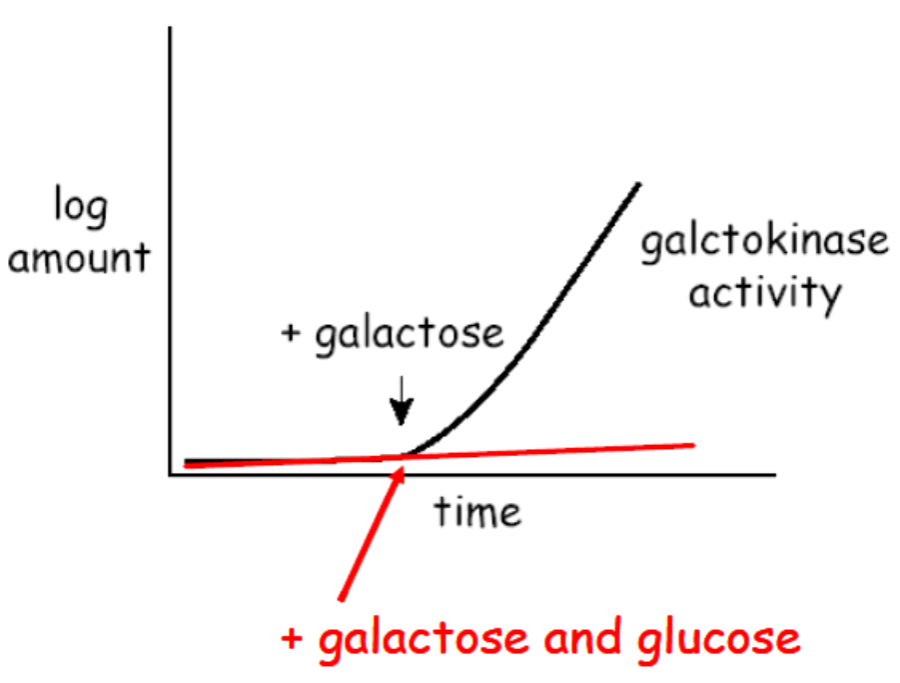 glucose_represson.png