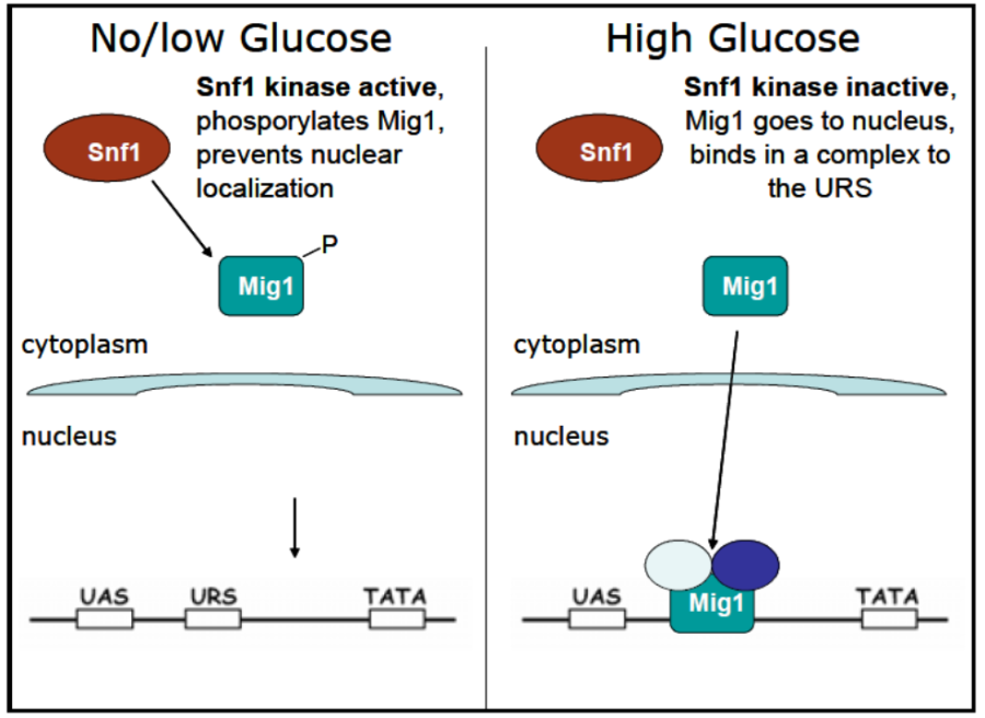glucose_represson_model.png