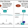 glucose_represson_model.png