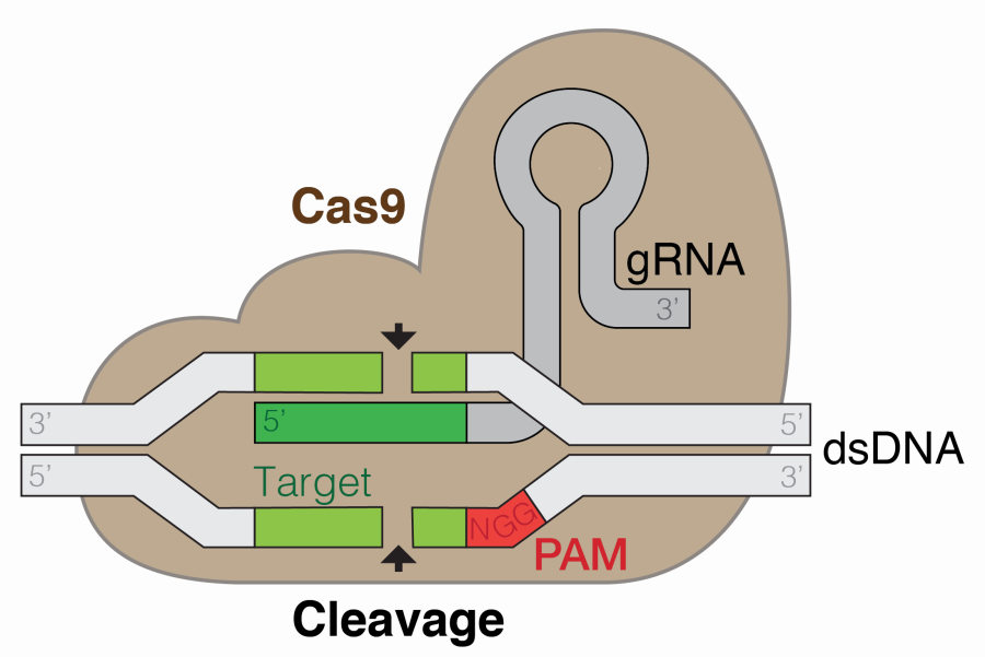 grna-cas9_w_bkgrnd.png
