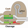 grna-cas9_w_bkgrnd.png