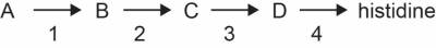 histidine_synthesis.jpg