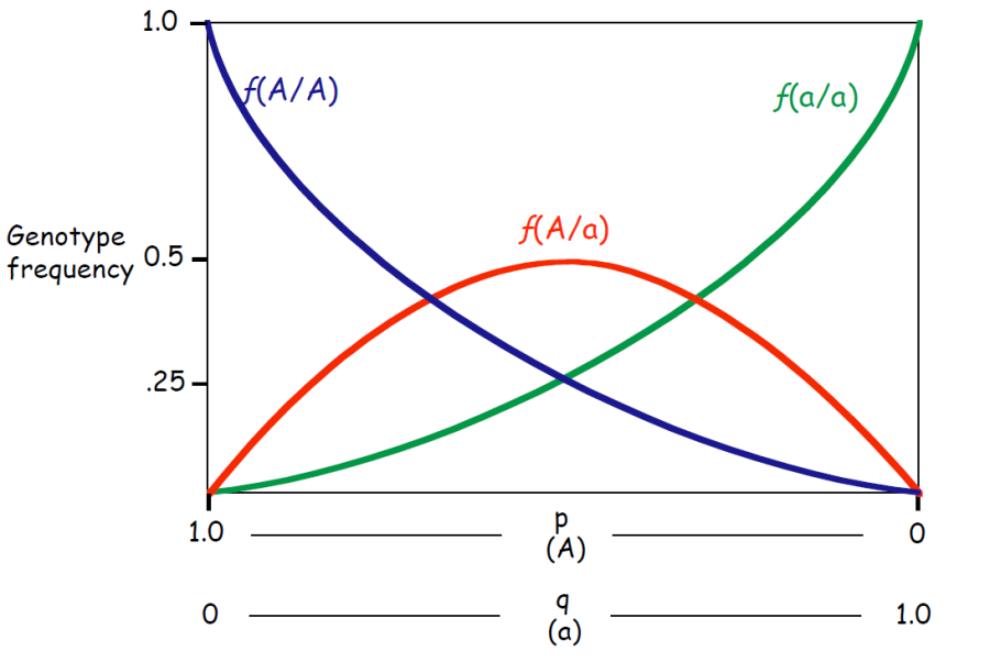 hw_equilibrium.png