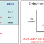 induction_of_gal_genes.png