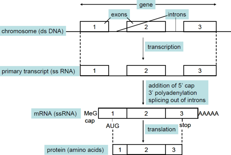 intron_exon_structure.png