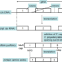 intron_exon_structure.png