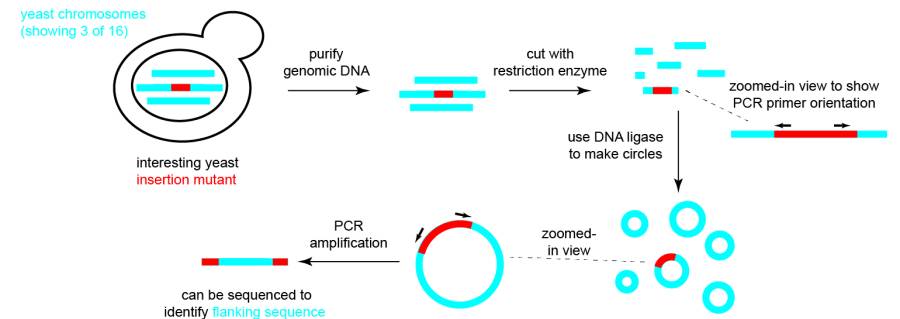 reverse PCR