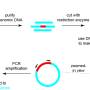 inverse_pcr.jpg
