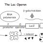 lac_operon_model.png