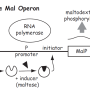 mal_operon_model.png